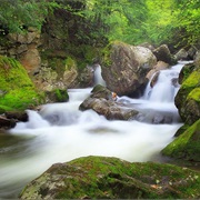 Dunbar Brook Old Growth, Monroe State Forest