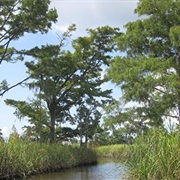 Apalachicola National Estuarine Research Reserve