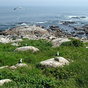 Thacher Island National Wildlife Refuge