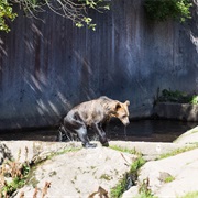 Ähtärin Eläinpuisto