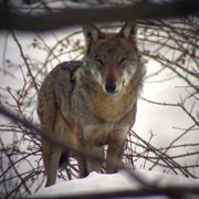 Abruzzo National Park, Italy