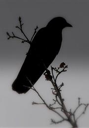 And One Poem "The Raven"
