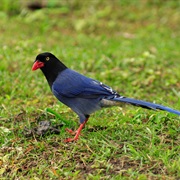 Taiwan Blue Magpie (Taiwan)
