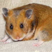 Turkish Hamster