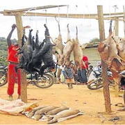 Bushmeat