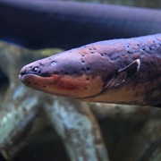 Electric Eel