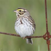 Savannah Sparrow