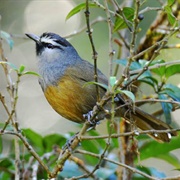 Banasura Laughingthrush