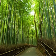 Arashiyama Bamboo Grove, Japan