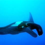 Scuba Dive With Manta Rays