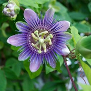 Passionflower