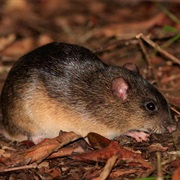 Zuniga's Dark Rice Rat (Possibly Extinct)