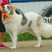 Pyrenean Mastiff