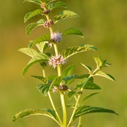 Corn Mint (Mentha Arvensis)