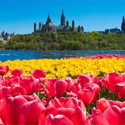 Canadian Tulip Festival, Ottawa