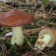 Weeping Bolete (Suillus Granulatus)