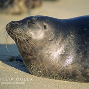 Seals of La Jolla, California