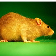 Mount Oku Hylomyscus