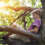 Reading a Book in a Tree