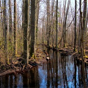 Moor Path Near Vēršupīte (Dumbrāja Taka, Ķemeru Parks)