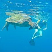 Admire the Sea Turtles While Snorkeling at Malu'aka, HI