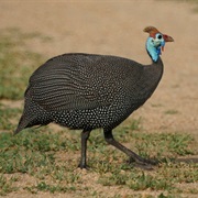 Helmeted Guinea Fowl