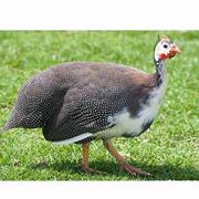 Guinea Fowl