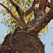 Heathcote National Park (NSW)