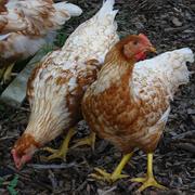 Akita Hinai-Jidori Chicken