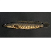 Common Snakehead / Striped Snakehead / Snakehead Murrel