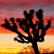 Joshua Tree National Park and the Mojave Desert