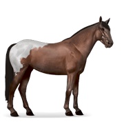 Mustang - Liver Chestnut Blanket