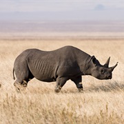 South-Central Black Rhino