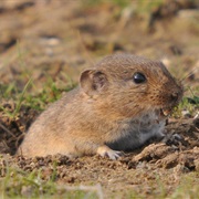 Bavarian Pine Vole