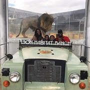 Mgm Lion Habitat Ranch