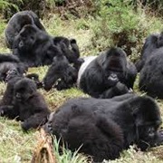 A Whoop of Gorillas