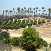 California Citrus State Historic Park