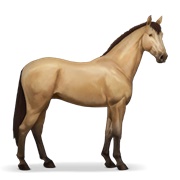 Russian Don Horse - Dun