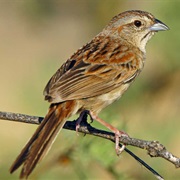 Botteri's Sparrow