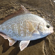 Shiner Surfperch (Aka: Shiner Perch, Yellow Shiner, Seven-Eleven Perch)