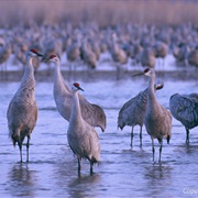 Central Platte River, Nebraska