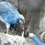 Elfin Oak at Kensington Gardens