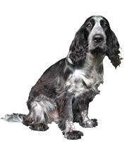 English Cocker Spaniel