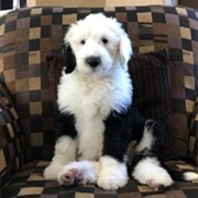 Sheepadoodle