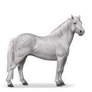 Quarter Pony - Fleabitten Gray