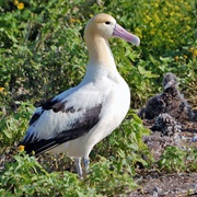 Short-Tailed Albatross