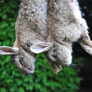 Catch, Skin and Cook a Rabbit