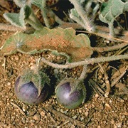 Potato Bush (Solanum Ellipticum)