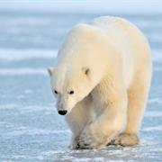 As Cold as -30F / -34C