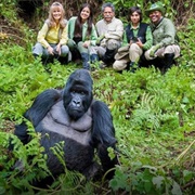 Gorillas in the Forest